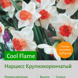 Нарцисс Крупнокорончатый (Large-Cupped) Cool Flame